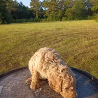 Christopher , a male Goldendoodle for sale in Carriere, MS – 4 of 9