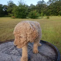 Orange 🧡🍊, a female Goldendoodle for sale in Carriere, MS – 8 of 9