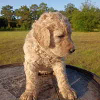 Yellow 🟡, a female Goldendoodle for sale in Carriere, MS – 3 of 9
