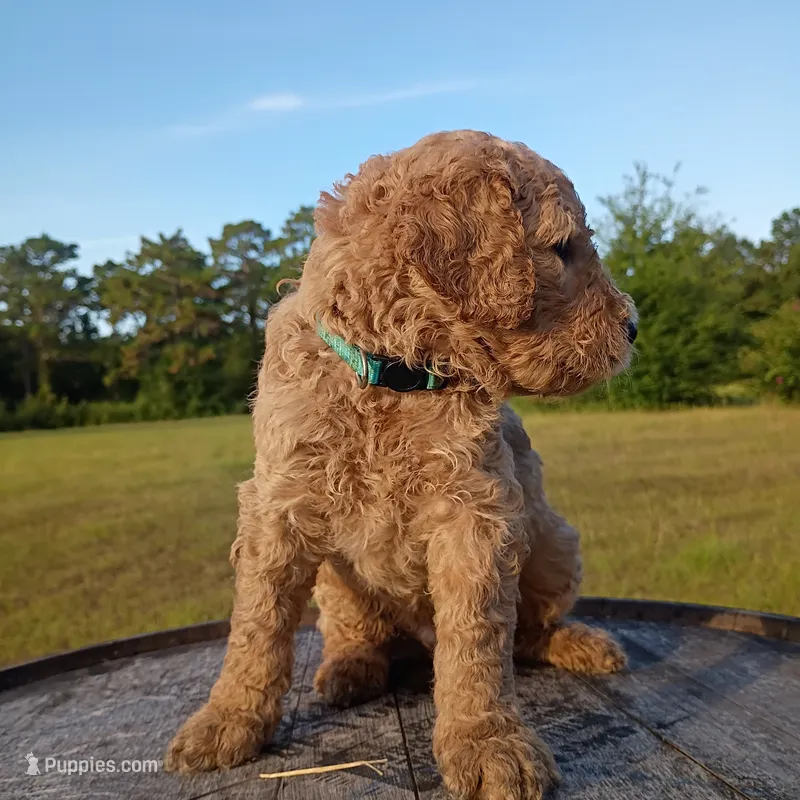 Dennis  – Goldendoodle puppy for sale in Carriere, MS