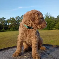 Dennis , a male Goldendoodle for sale in Carriere, MS – 1 of 10