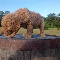 Light 💚 green , a male Goldendoodle for sale in Carriere, MS – 6 of 10
