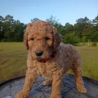 Pink, a female Goldendoodle for sale in Carriere, MS – 3 of 10