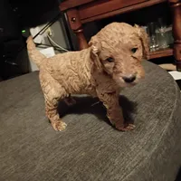 Pink, a female Goldendoodle for sale in Carriere, MS – 8 of 10