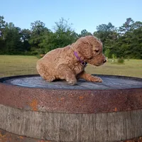 Purple , a female Goldendoodle for sale in Carriere, MS – 6 of 9