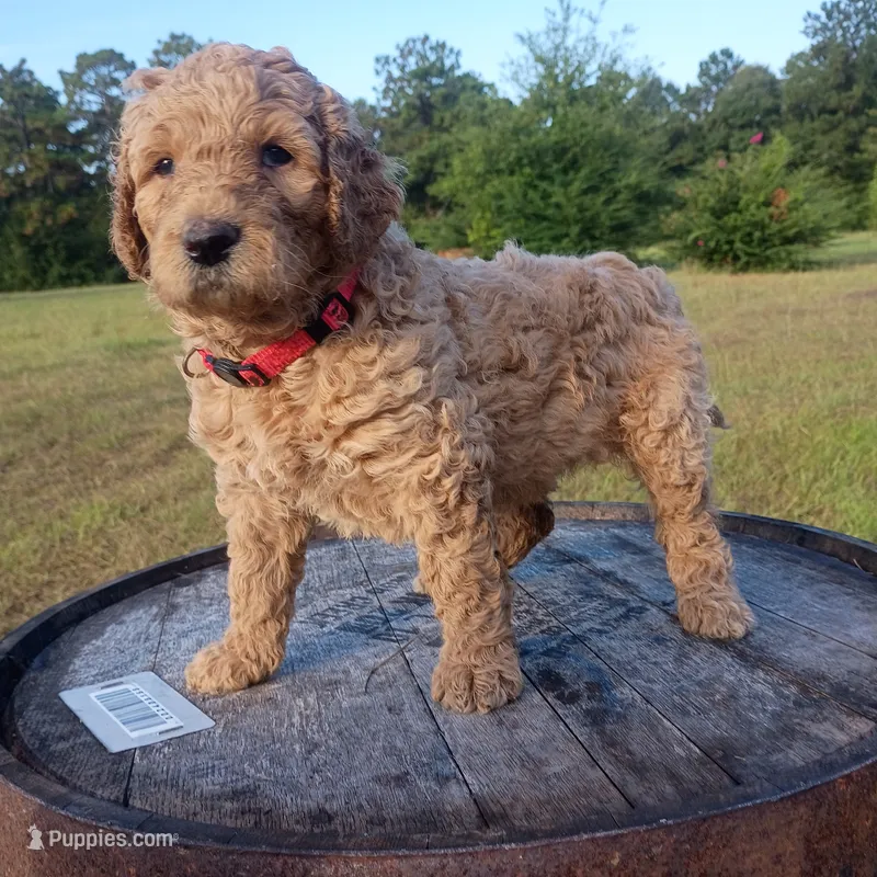 Pink – Goldendoodle puppy for sale in Carriere, MS