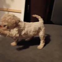 Orange 🧡🍊, a female Goldendoodle for sale in Carriere, MS – 2 of 9