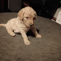 Yellow 🟡, a female Goldendoodle for sale in Carriere, MS – 9 of 9