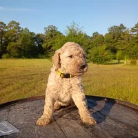 Yellow 🟡, a female Goldendoodle for sale in Carriere, MS – 4 of 9