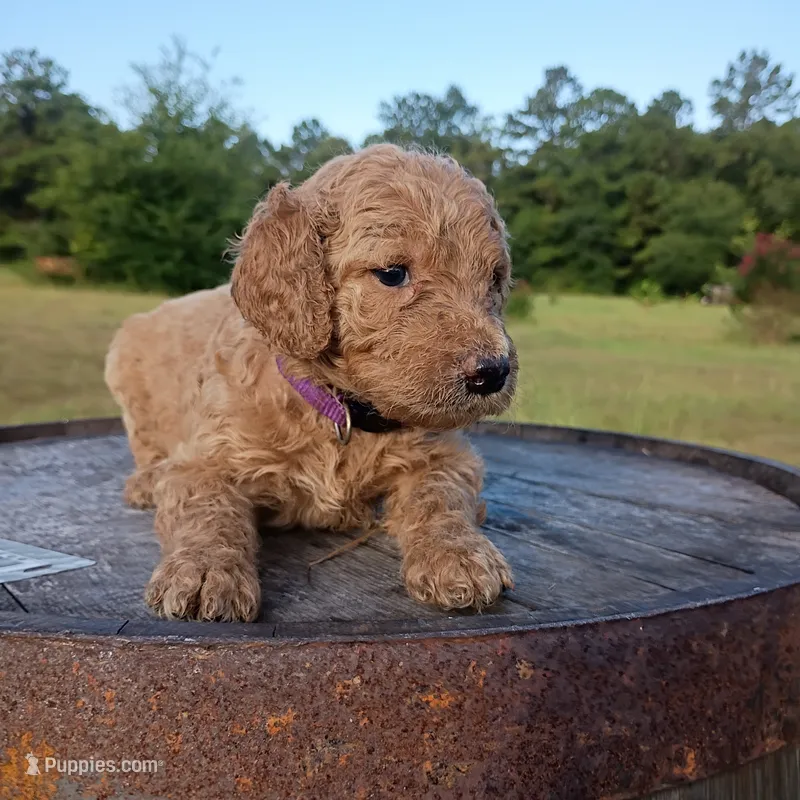 Purple  – Goldendoodle puppy for sale in Carriere, MS