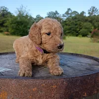 Purple , a female Goldendoodle for sale in Carriere, MS – 1 of 9