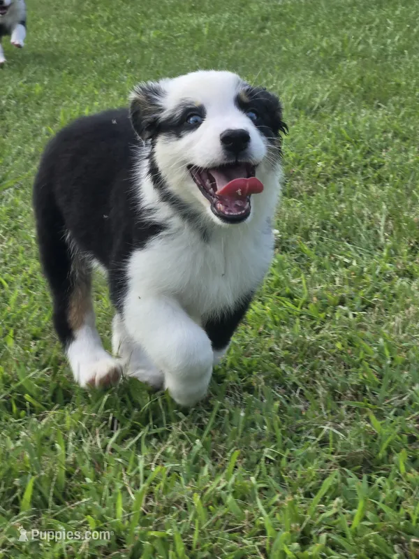 Jeremy – Australian Shepherd puppy for sale in Pleasant Plain, OH