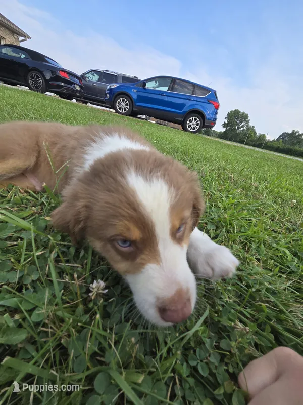 Justin – Australian Shepherd puppy for sale in Pleasant Plain, OH