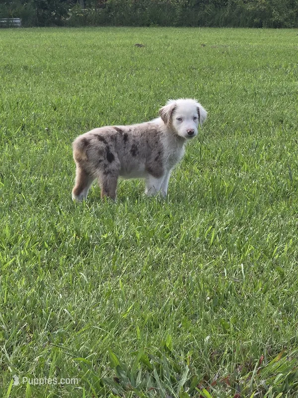 James – Australian Shepherd puppy for sale in Pleasant Plain, OH