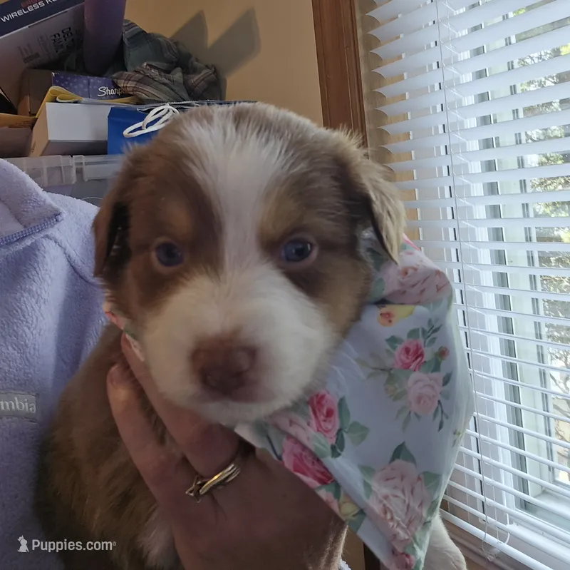 Justin – Australian Shepherd puppy for sale in Pleasant Plain, OH