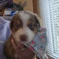 Justin, a male Australian Shepherd for sale in Pleasant Plain, OH – 1 of 1