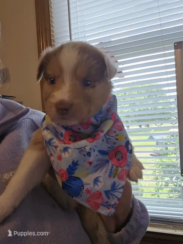 Jack – Australian Shepherd puppy for sale in Pleasant Plain, OH