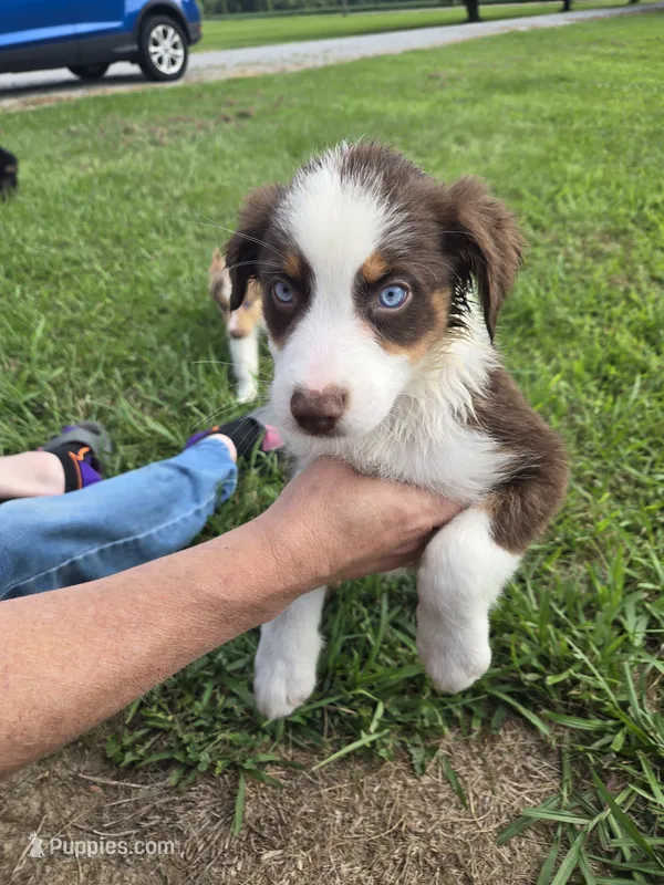 Jacob – Australian Shepherd puppy for sale in Pleasant Plain, OH