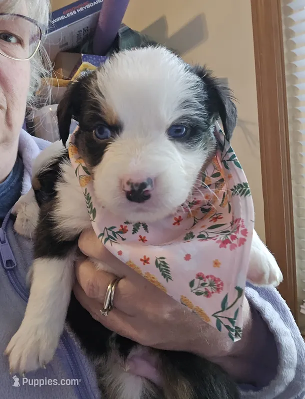 Jason – Australian Shepherd puppy for sale in Pleasant Plain, OH