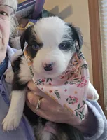 Jason, a male Australian Shepherd for sale in Pleasant Plain, OH – 1 of 1