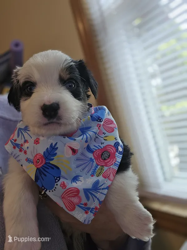 Jeremy – Australian Shepherd puppy for sale in Pleasant Plain, OH