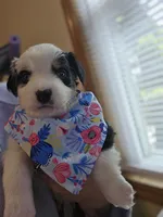 Jeremy, a male Australian Shepherd for sale in Pleasant Plain, OH – 1 of 1