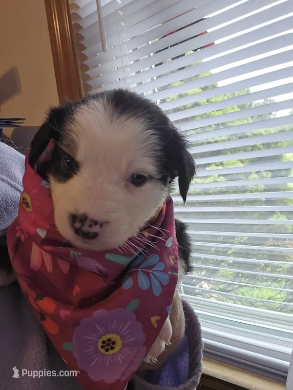 Julia – Australian Shepherd puppy for sale in Pleasant Plain, OH