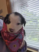 Julia, a female Australian Shepherd for sale in Pleasant Plain, OH – 1 of 1