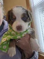 Jacob, a male Australian Shepherd for sale in Pleasant Plain, OH – 1 of 1