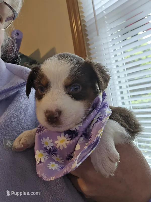 Jill – Australian Shepherd puppy for sale in Pleasant Plain, OH
