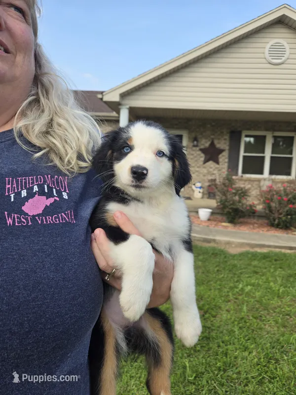 Julia – Australian Shepherd puppy for sale in Pleasant Plain, OH