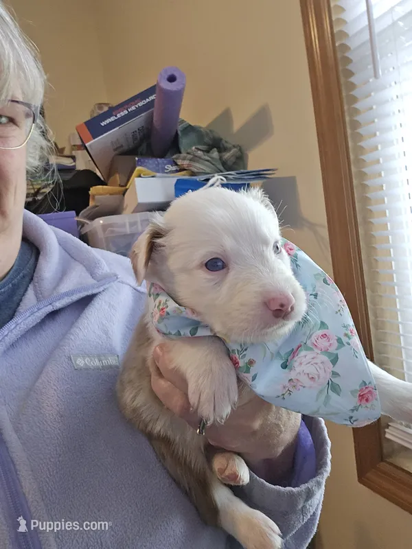 James – Australian Shepherd puppy for sale in Pleasant Plain, OH