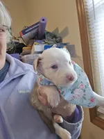 James, a male Australian Shepherd for sale in Pleasant Plain, OH – 1 of 1