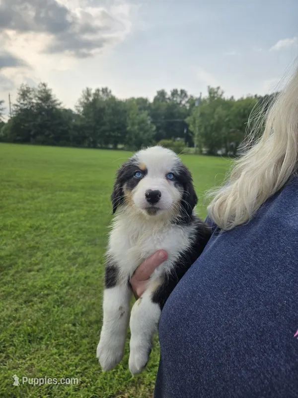 Jason – Australian Shepherd puppy for sale in Pleasant Plain, OH