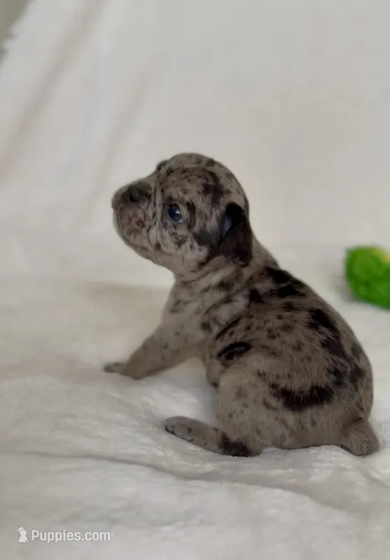 Maeve  – French Bulldog puppy for sale in Conway, SC