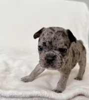 Maeve , a female French Bulldog for sale in Conway, SC – Photo 4 of 5