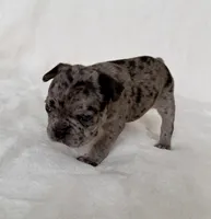 Maeve , a female French Bulldog for sale in Conway, SC – Photo 3 of 5