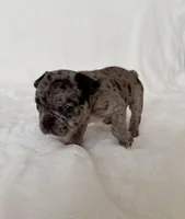 Maeve , a female French Bulldog for sale in Conway, SC – Photo 5 of 5