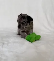 Maeve , a female French Bulldog for sale in Conway, SC – Photo 2 of 5