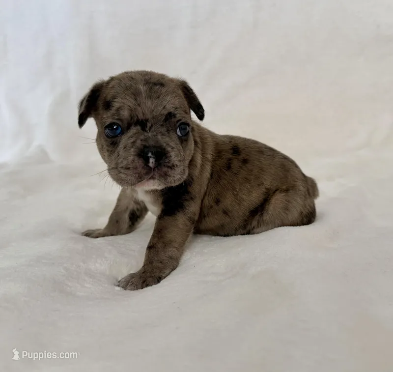Picho – French Bulldog puppy for sale in Conway, SC