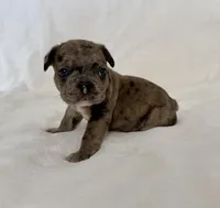 Picho, a male French Bulldog for sale in Conway, SC – Photo 1 of 5