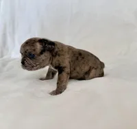 Picho, a male French Bulldog for sale in Conway, SC – Photo 5 of 5