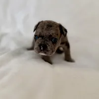 Picho, a male French Bulldog for sale in Conway, SC – Photo 2 of 5