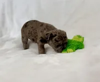 Picho, a male French Bulldog for sale in Conway, SC – Photo 4 of 5