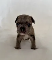 Picho, a male French Bulldog for sale in Conway, SC – Photo 3 of 5