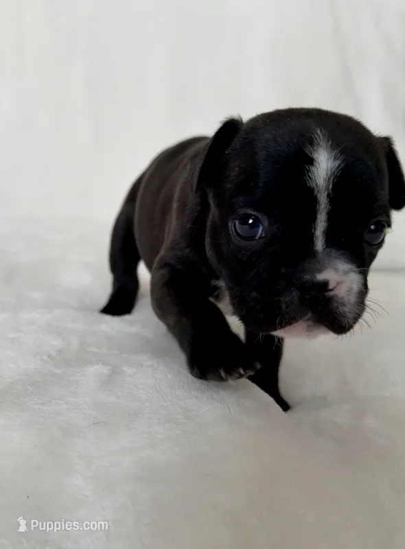 Peppa – French Bulldog puppy for sale in Conway, SC