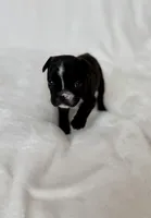 Peppa, a female French Bulldog for sale in Conway, SC – Photo 4 of 4