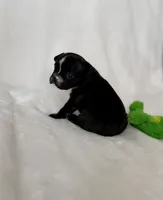 Peppa, a female French Bulldog for sale in Conway, SC – Photo 3 of 4