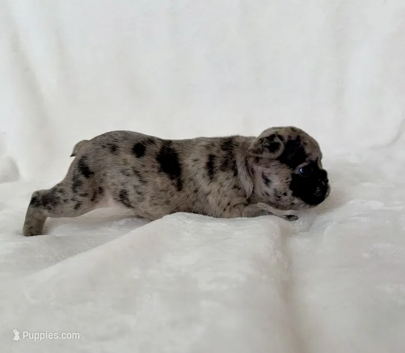 Patchie – French Bulldog puppy for sale in Conway, SC