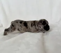 Patchie, a female French Bulldog for sale in Conway, SC – Photo 1 of 4